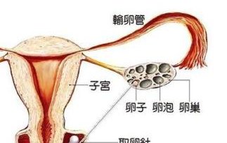 石家庄做三代试管需要多少钱？做试管前要如何保养卵子？